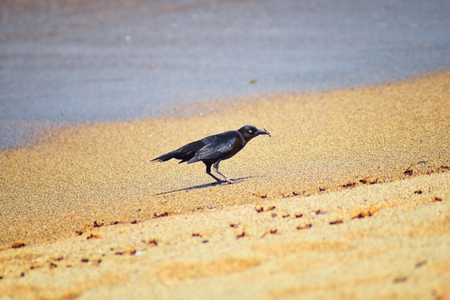 Great-tailed Grackle birds eating Winged Male Drone Leafcutter ants, dying on beach after mating flight with queen in Puerto Vallarta Mexico. Scientific name Atta mexicana, subfamily Myrmicinae of the genus Atta.の写真素材