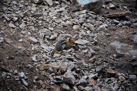 Western Chipmunk, (related Tamias, Striatus, Sibiricus) small striped rodent of the family Sciuridae, found in North America. This one as seen on a hike to Doughnut Falls in Big Cottonwood Canyon, in the Wasatch front Rocky Mountains, Utah, Western USA.の写真素材
