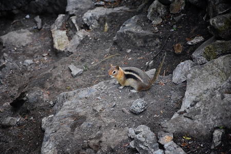 Western Chipmunk, (related Tamias, Striatus, Sibiricus) small striped rodent of the family Sciuridae, found in North America. This one as seen on a hike to Doughnut Falls in Big Cottonwood Canyon, in the Wasatch front Rocky Mountains, Utah, Western USA.の写真素材