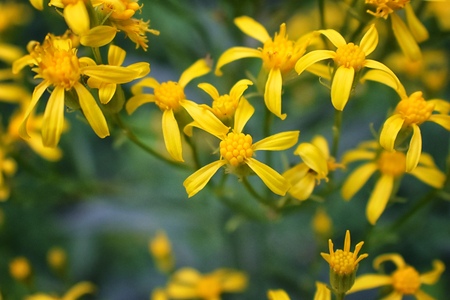 Rocky Mountain wildflowers in macro close up view in full summer bloom in the forest along hiking trails to Doughnut Falls in Big Cottonwood Canyon, in the Wasatch front Rocky Mountains, Utah, Western USA.の写真素材