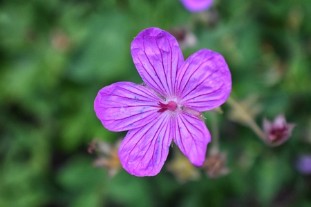 Rocky Mountain wildflowers in macro close up view in full summer bloom in the forest along hiking trails to Doughnut Falls in Big Cottonwood Canyon, in the Wasatch front Rocky Mountains, Utah, Western USA.の写真素材
