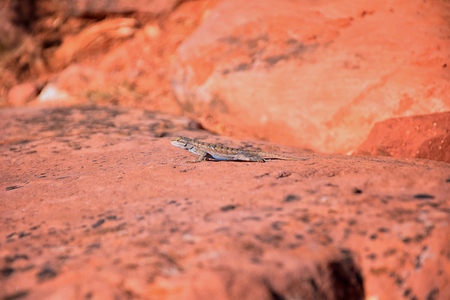 Western fence lizard (Sceloporus occidentalis) which belongs in the order Squamata (snakes and lizards) and the suborder Iguania basking in the sun on a rock detailed close up macro in red cliffs desert reserve on the Kanarraville Falls trail hiking by St George Utah, USAの写真素材
