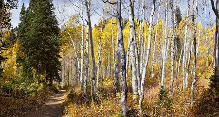 Silver Lake by Solitude and Brighton Ski resort in Big Cottonwood Canyon. Panoramic Views from the hiking and boardwalk trails of the surrounding mountains, aspen and pine trees in brilliant fall autumn colors. In the Rocky Mountains, Wasatch Front, Utah, USA.の写真素材