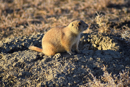 Prairie Dog (genus Cynomys ludovicianus) Black-Tailed in the wild, herbivorous burrowing rodent, in...