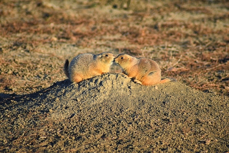 Prairie Dog (genus Cynomys ludovicianus) Black-Tailed in the wild, herbivorous burrowing rodent, in the shortgrass prairie ecosystem, alert in burrow, barking to warn other prairie dogs of danger in Broomfield Colorado by Denver and Boulder. United States.の写真素材