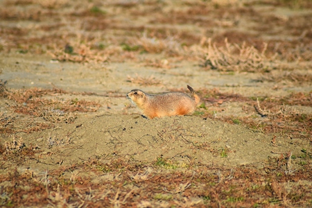 Prairie Dog (genus Cynomys ludovicianus) Black-Tailed in the wild, herbivorous burrowing rodent, in the shortgrass prairie ecosystem, alert in burrow, barking to warn other prairie dogs of danger in Broomfield Colorado by Denver and Boulder. United States.の写真素材