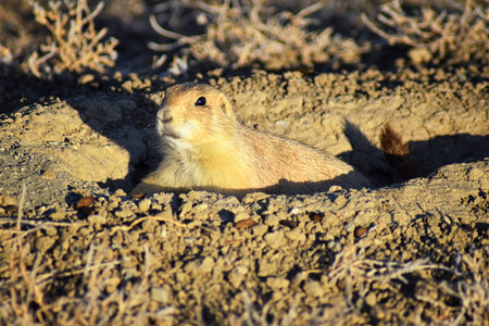 Prairie Dog (genus Cynomys ludovicianus) Black-Tailed in the wild, herbivorous burrowing rodent, in...