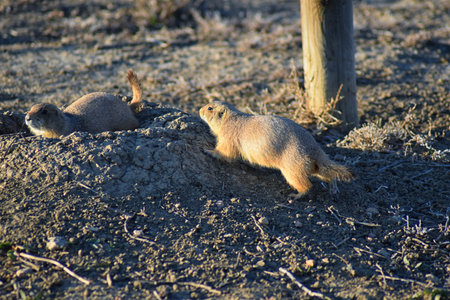 Prairie Dog (genus Cynomys ludovicianus) Black-Tailed in the wild, herbivorous burrowing rodent, in...