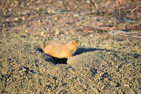 Prairie Dog (genus Cynomys ludovicianus) Black-Tailed in the wild, herbivorous burrowing rodent, in the shortgrass prairie ecosystem, alert in burrow, barking to warn other prairie dogs of danger in Broomfield Colorado by Denver and Boulder. United States.の写真素材