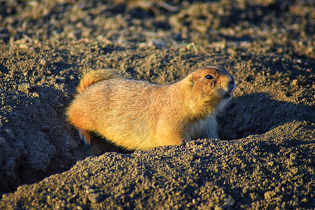 Prairie Dog (genus Cynomys ludovicianus) Black-Tailed in the wild, herbivorous burrowing rodent, in...