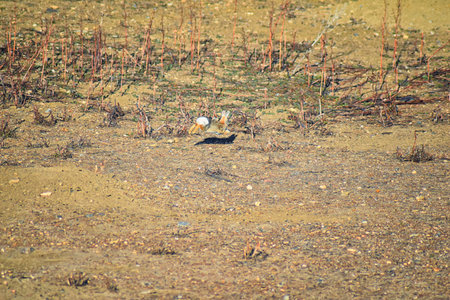 Wild desert cottontail (Sylvilagus audubonii), also known as Audubon's cottontail, is a New World cottontail rabbit, and a member of the family Leporidae bunny in prairie sage habitat of Colorado by Boulder, United Statesの写真素材