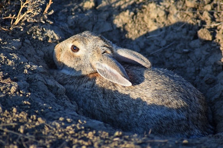 Wild desert cottontail (Sylvilagus audubonii), also known as Audubon's cottontail, is a New World cottontail rabbit, and a member of the family Leporidae bunny in prairie sage habitat of Colorado by Boulder, United Statesの写真素材
