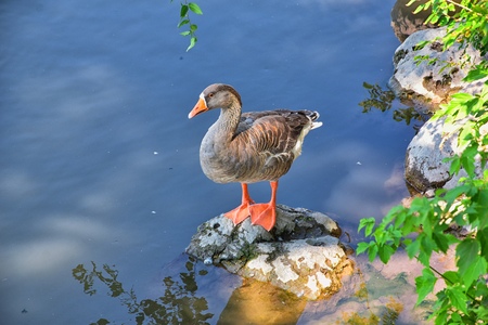 Ducks (Anatidae) swimming and resting in the water and banks of the Jordan River Trail with surrounding trees, Russian Olive, cottonwood and muddy stream along the Wasatch Front Rocky Mountains, in Salt Lake City, Utah.の写真素材