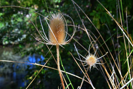 Macro detailed view of flower, trees and weeds flora along the Jordan River Trail in the Wasatch...