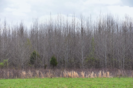 Views of Nature and Pathways along the Shelby Bottoms Greenway and Natural Area Cumberland River...