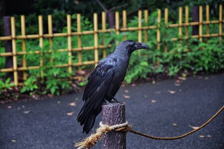Raven (Corvus corax) Bird common, Close-up of a beautiful wild black from flying in flight then perched. Big graceful crow in public traditional Japanese Garden park in Tokyo, Japan. Asia.の写真素材