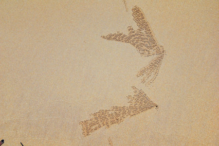 Sand Bubbler Crab, abstract patterns of balls of sand on the beach, of the genera Scopimera and...