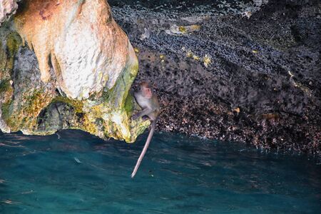 Macaque long tailed monkey, playing along the ocean cliffs around islands close to Phuket and Bangkok. Constitute a genus of Macaca of gregarious Old World monkeys, subfamily Cercopithecinae, in Thailand. Asia.の写真素材