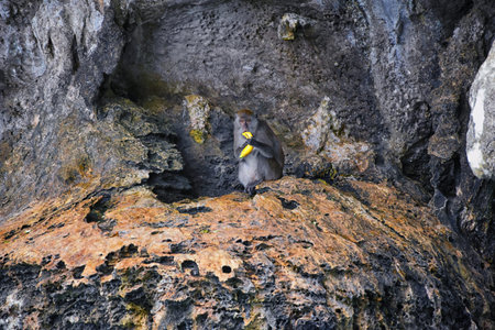 Macaque long tailed monkey, playing along the ocean cliffs around islands close to Phuket and...