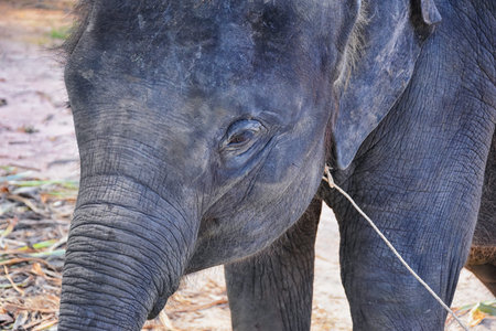Baby elephant, Elephas maximus, rescued, healing to be reintroduced into the wild, close up view in protected park, Herbivorous animal in Phuket, Thailand. Asia.の写真素材