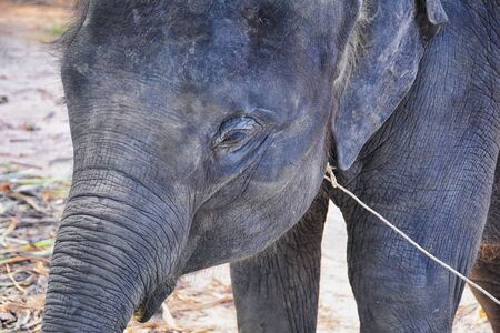 Baby elephant, Elephas maximus, rescued, healing to be reintroduced into the wild, close up view in protected park, Herbivorous animal in Phuket, Thailand. Asia.の写真素材