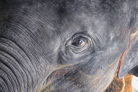 Baby elephant, Elephas maximus, rescued, healing to be reintroduced into the wild, close up view in protected park, Herbivorous animal in Phuket, Thailand. Asia.の写真素材