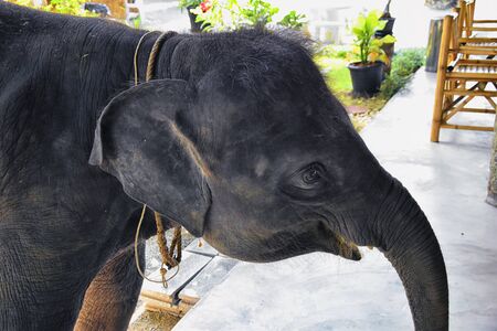 Baby elephant, Elephas maximus, rescued, healing to be reintroduced into the wild, close up view in protected park, Herbivorous animal in Phuket, Thailand. Asia.の写真素材