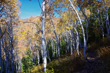Butterfield canyon hiking path views of the Oquirrh range along the Wasatch Front Rocky Mountains,...