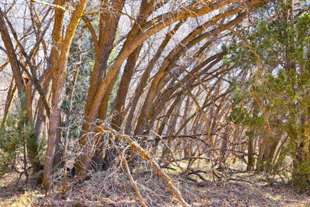 Hiking Trails in Oquirrh, Wasatch, Rocky Mountains in Utah Late Fall with leaves. Backpacking,...