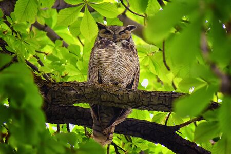 Owl Closeup, Great horned owl, Bubo virginianus in a chestnut tree with big eyes blinking and winking in Provo Utah early spring, United States. USA.の写真素材