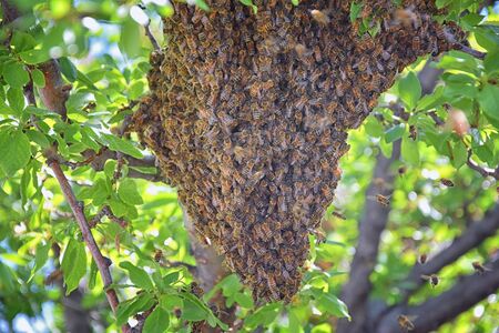 Swarm of Honey Bees, a eusocial flying insect within the genus Apis mellifera of the bee clade. Swarming Carniolan Italian honeybee on a plum tree branch in early spring in Utah. Formation of a new colony family. Salt Lake, Rocky Mountains. USA.の写真素材