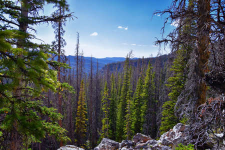Lake Cuberant hiking trail views of ponds, forest and meadows with Bald Mountain Mount Marsell in Uinta Mountains from Pass Lake Trailhead, Utah, United States.の写真素材