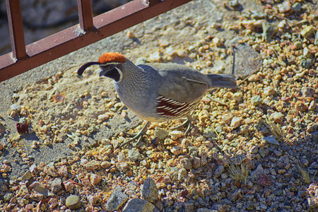 Gambel's Quail, Callipepla gambelii, running and foraging in a flock, convey or bevy, with male and female through the arid winter South Mountain Park and Preserve, Pima Canyon Trail, Phoenix, Southerの写真素材