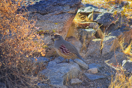 Gambel's Quail, Callipepla gambelii, running and foraging in a flock, convey or bevy, with male and...