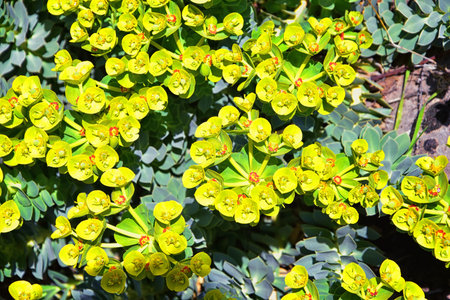 Upright Myrtle Spurge, Gopher spurge, blue spurge or broad-leaved glaucous-spurge Euphorbia Rigida. ...