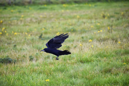 Rook Guardian bird of Stonehenge, Corvus frugilegus, Corvidae member, passerine order. Range...
