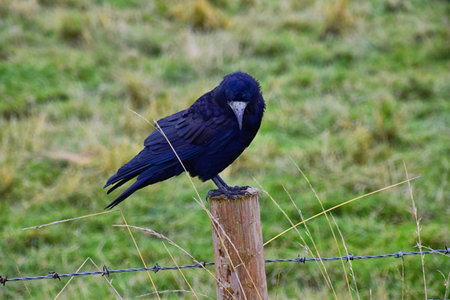 Rook Guardian bird of Stonehenge, Corvus frugilegus, Corvidae member, passerine order. Range...