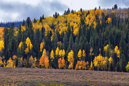 Daniels Summit autumn quaking aspen leaves by Strawberry Reservoir in the Uinta National Forest Basin, Utah, along Highway 40 between Heber and Duchesne, USA.の写真素材