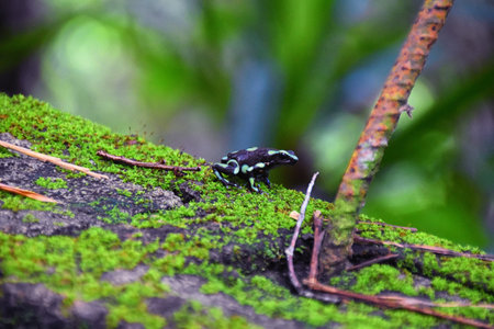 Green and Black Poison Dart Frog, dendrobates auratus, in the jungle rainforest, Adult, 2022 Costa...