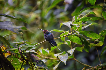 Hummingbird, biological family of Trochilidae, resting on a jungle tree branch in tropical...