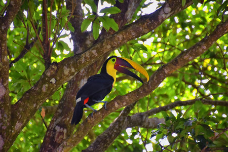Toucan bird wild, Yellow-throated, Ramphastos ambiguus in the Costa Rica nature near Jaco. resting in tree on branch in tropical rainforest. Central America.の写真素材