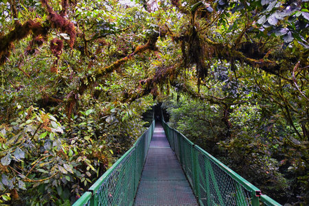Monteverde Cloud Forest Reserve, hanging, suspended bridge,  treetop canopy views, Costa Rica,...