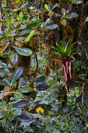 Monteverde Cloud Forest Reserve, views of tropical forest foliage, plants and trees, Costa Rica...