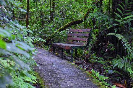Monteverde Cloud Forest Reserve, views of hiking path, plants and trees, Costa Rica within the Puntarenas and Alajuela provinces. Central America.の写真素材