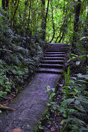 Monteverde Cloud Forest Reserve, views of hiking path, plants and trees, Costa Rica within the...