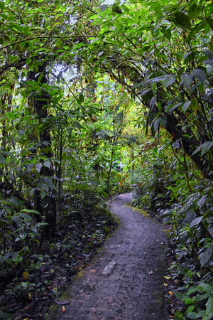Monteverde Cloud Forest Reserve, views of hiking path, plants and trees, Costa Rica within the...