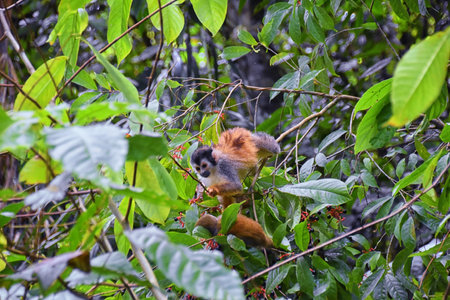 Spider Monkey, Ateles Geoffroi, mother and baby endangered, in tropical jungle trees of Costa Rica. America.の写真素材