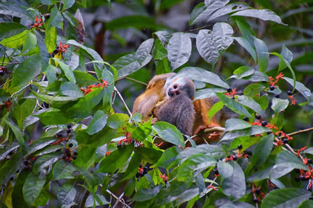 Spider Monkey, Ateles Geoffroi, mother and baby endangered, in tropical jungle trees of Costa Rica....