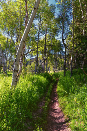 Tibble Fork  hiking trail views Lone Peak Wilderness Uinta Wasatch Cache National Forest, Rocky Mountains, Utah. United States.の写真素材