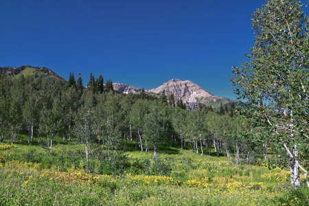 Timpanogos Peak from back hiking on Salamander Flat Willow Hollow and Snow Gauging Loop trail Uinta Wasatch Cache National Forest, Rocky Mountains, Utah. United States.の写真素材